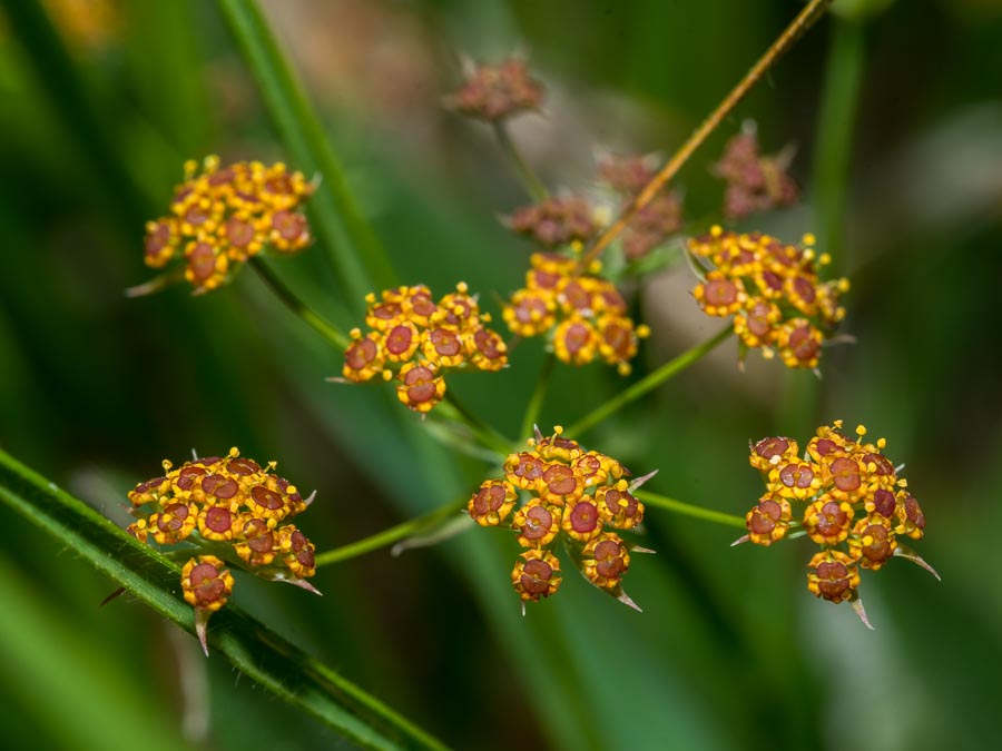 Bupleurum ranunculoides / Buplero ranuncoloide